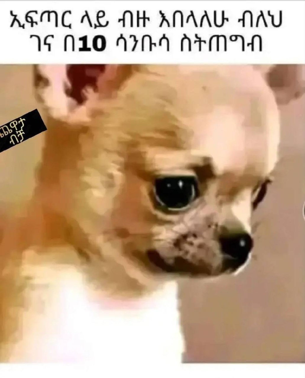 a dog with a sign that says it is a dog